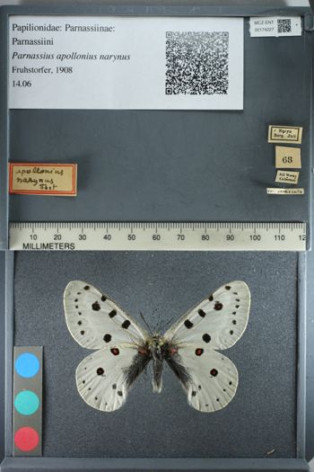 Media type: image;   Entomology 174227
